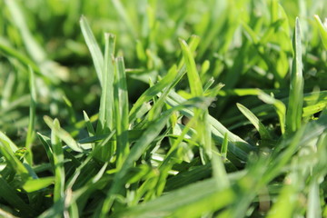 Grass Close Up