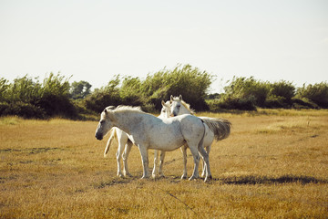 White horse with its foal eating in a field, camargue, France
