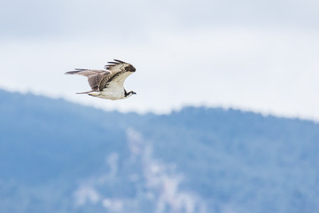 Osprey in flight 