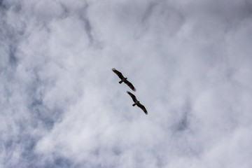 Osprey in flight 
