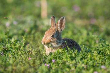 Mountain cottontail in green field