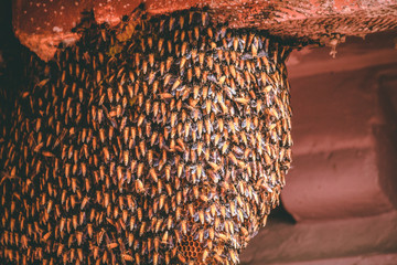 Honey Bee Comb
