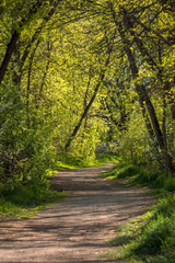 Fototapeta na wymiar Hiking path in the woods