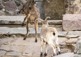 marriage tournament bouts of turs in springtime. Flock of Caucasian turs in the mountain.