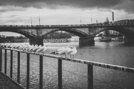 Fototapeta Many white seagulls standing on railing on the riverside of the Vltava river near Palacky bridge in Prague, Czech Republic. Black and white photo with matt effect