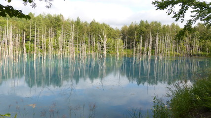 A breathtaking beautiful blue pond!　北海道　美瑛　青い池