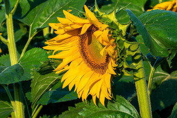 Sunflower field in morning sunlight