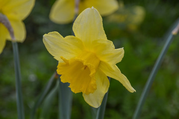 Dutch Yellow Narcissus