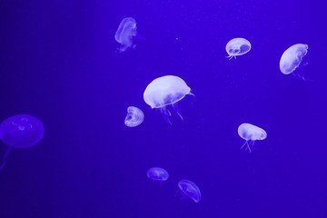 jellyfish swimming in a mystical underwater world