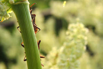 Beetles hide behind a stem of rhubarb