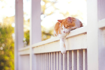 Orange Cat Sleeping