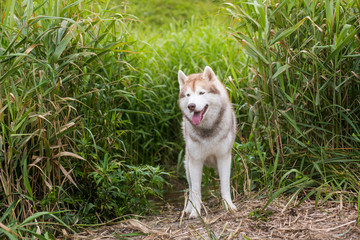 Obraz premium Profile Portrait of lovely Beige and white Siberian Husky dog standing in the high grass on the beach
