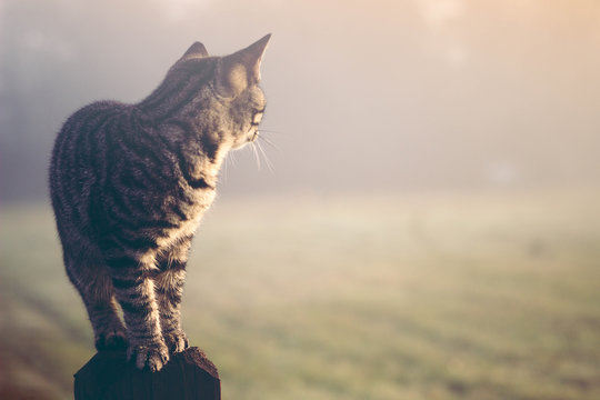 Cat Sitting On Fence Post