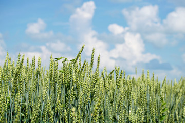 Wheat flied panorama in summer day, rural countryside. Green wheat field.