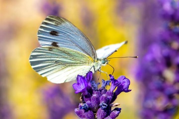 White butterfly on violet lavender