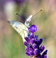 White butterfly on violet lavender