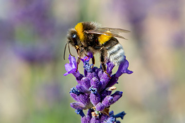 bee on violet lavender