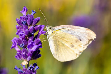 White butterfly on violet lavender