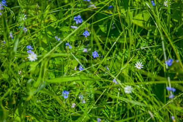 Green wildflowers and grasses