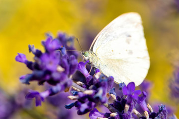 White butterfly on violet lavender