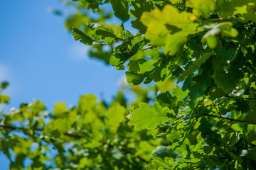 Fototapeta na wymiar Young oak leaves against the sky