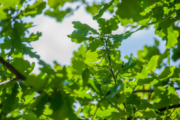Fototapeta na wymiar Young oak leaves against the sky