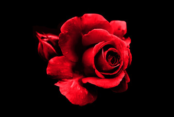 Art photo rose petals isolated on the black natural blurred background with clipping path. Closeup. For design, texture, background. Nature.