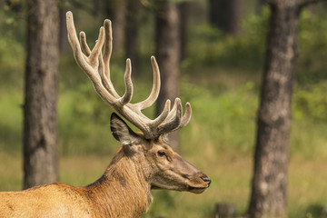 Naklejka na ściany i meble Deer, Red Deer
