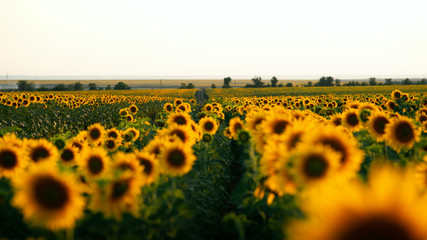 Obraz premium sunflower