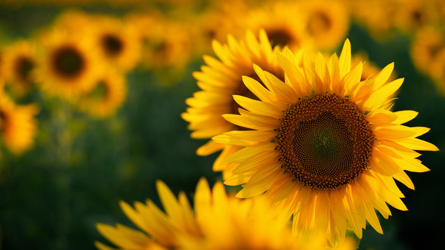 sunflower