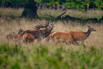 Red Deer Stags (Cervus elaphus)