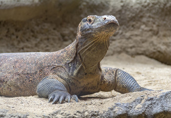 Komodo dragon in desert ambiance