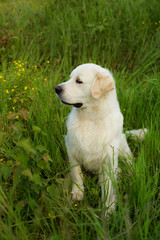 Portrait of attentive golden retriever dog sitting in the green grass and buttercup flowers