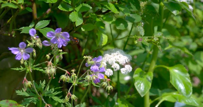 Bee filmed in super slowmotion, purple flower. Filmed in 120fps Cinema 4K DCI RAW with sony fs700+external recorder