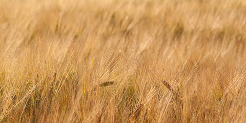 Fototapeta premium ears of rye in a summer sunny field