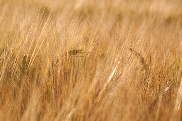 ears of rye in a summer sunny field