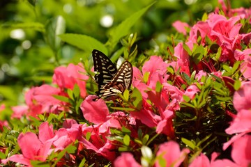 ピンク色のツツジの花にアゲハ蝶