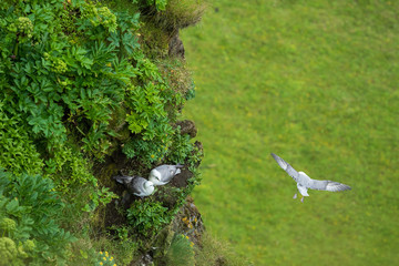 Die Dreizehenmöwe (Rissa tridactyla)