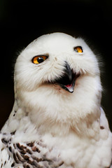 Portrait snowy owl with open beak
