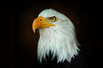 Portrait Bald eagle, Haliaeetus leucocephalus, on the black background