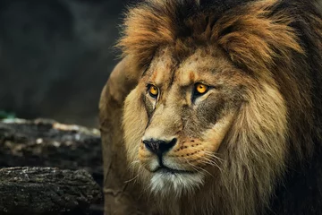 Foto op Plexiglas Portret van een leeuw uit een profiel © denisapro