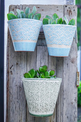 flower pots with plant hanging on wooden panel. Garden decoration
