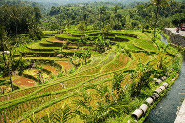 Rice Terrace. Tegalalang, Bali, Indonesia. 15 september 2014