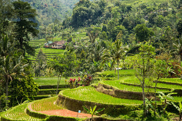 Rice Terrace. Tegalalang, Bali, Indonesia. 15 september 2014