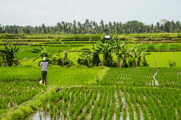 Rice Terrace. Tegalalang, Bali, Indonesia. 15 september 2014