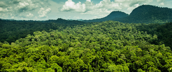 Jungle. Danum Valley, Borneo, Indonesia. 20 september 2014 - obrazy, fototapety, plakaty