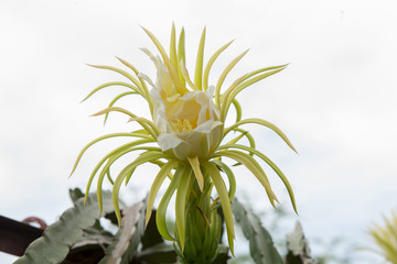 Close up Dragon fruit flower . Fruit from Thailand.