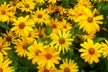 Fototapeta na wymiar close-up. many yellow daisies. Large yellow flowers