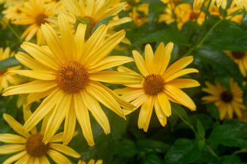 close-up. Big yellow daisies. Large yellow flowers