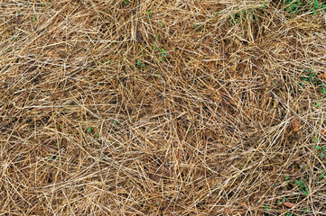 close-up. dried grass in the Sun during the day